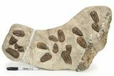 Cluster Of Ordovician Trilobites (Sokhretia?) - Erfoud, Morocco #233898-9
